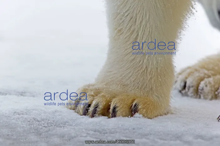  : Polar Bear close-up of feet Autumn