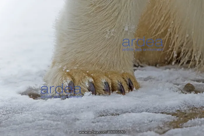 : Polar Bear close-up of feet Autumn : Polar Bear close-up of feet Autumn