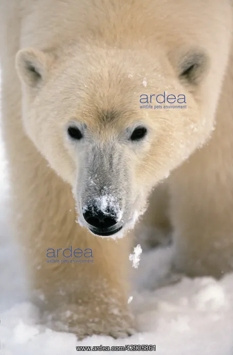 : POLAR BEAR - close-up of head : POLAR BEAR - close-up of head