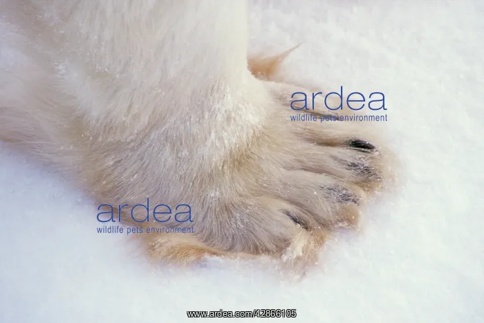 : Polar bear - close-up of paw : Polar bear - close-up of paw