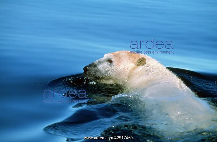 : Polar Bear - close-up of swimming : Polar Bear - close-up of swimming