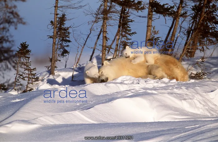 : POLAR BEAR & CUB ON BACK : POLAR BEAR & CUB ON BACK