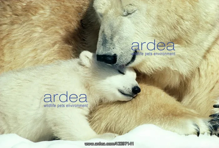 : POLAR BEAR & cub : POLAR BEAR & cub