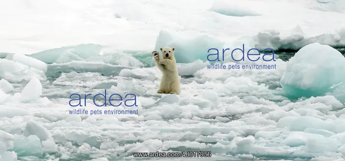  : Polar Bear cub on ice