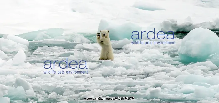  : Polar Bear cub on ice