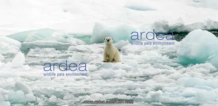  : Polar Bear cub on ice