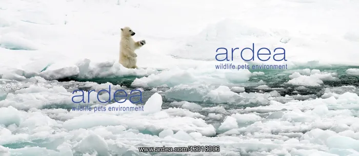  : Polar Bear cub on ice