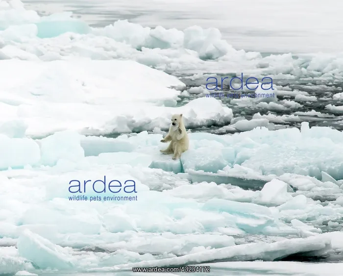  : Polar Bear cub on ice