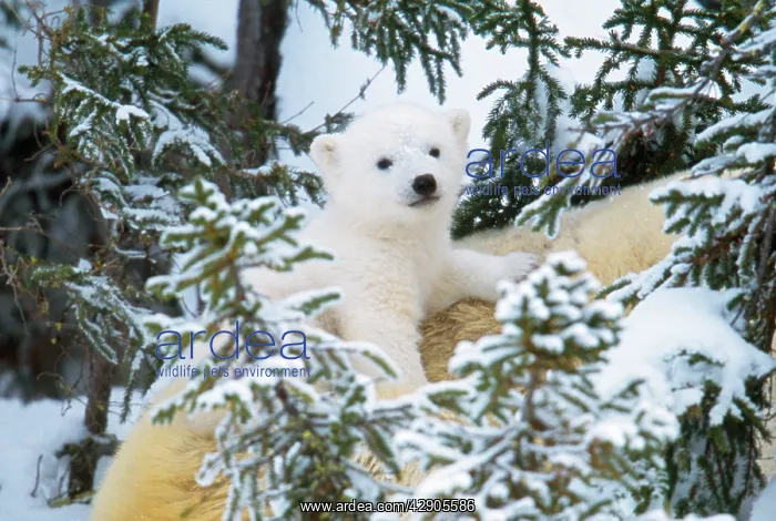 : Polar Bear - cub looking through trees from adult's back : Polar Bear - cub looking through trees from adult's back