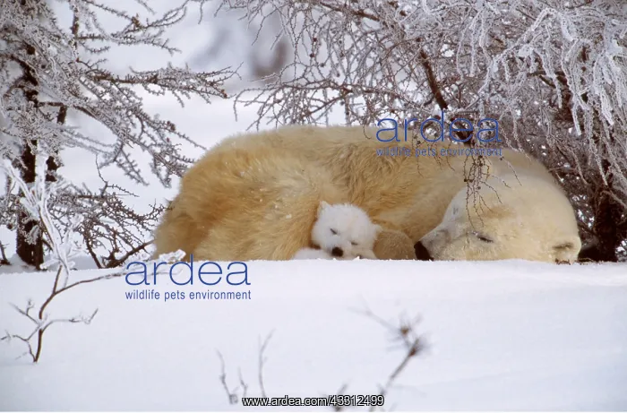: POLAR BEAR - and cub sleeping : POLAR BEAR - and cub sleeping