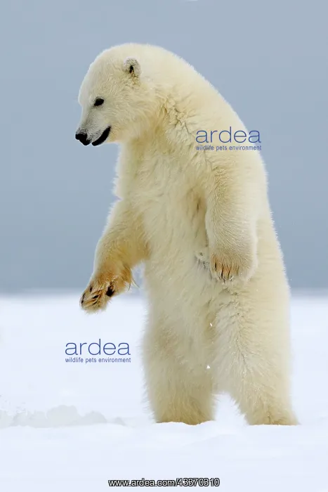  : Polar Bear - cub standing - along a barrier island