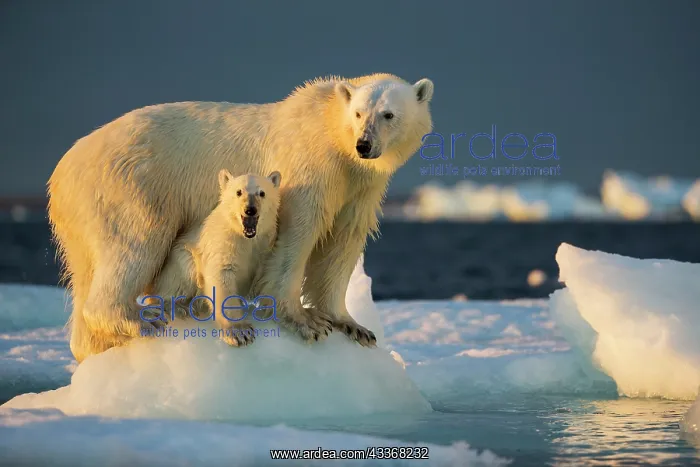 : Polar Bear Cub (Ursus maritimus) beneath mother : Polar Bear Cub (Ursus maritimus) beneath mother