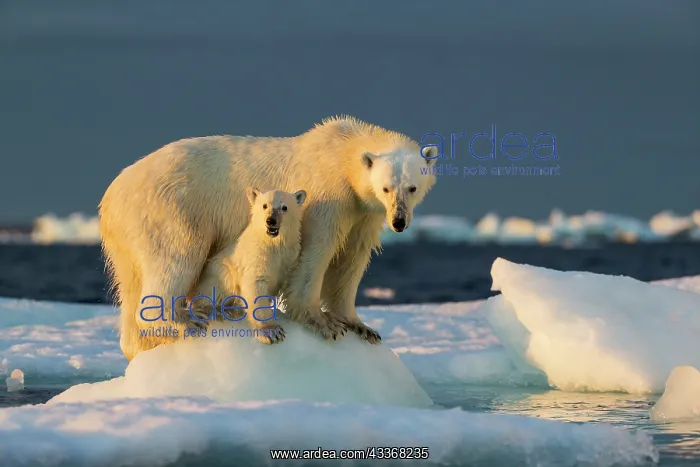 : Polar Bear Cub (Ursus maritimus) beneath mother : Polar Bear Cub (Ursus maritimus) beneath mother