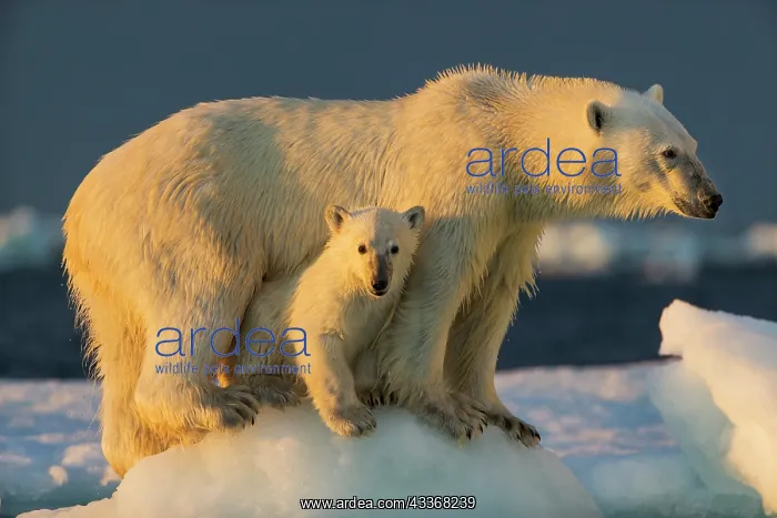 : Polar Bear Cub (Ursus maritimus) beneath mother : Polar Bear Cub (Ursus maritimus) beneath mother