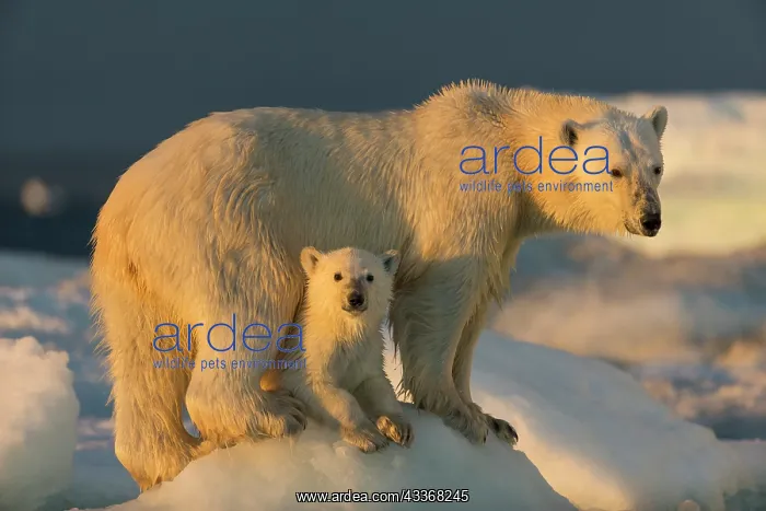 : Polar Bear Cub (Ursus maritimus) beneath mother : Polar Bear Cub (Ursus maritimus) beneath mother