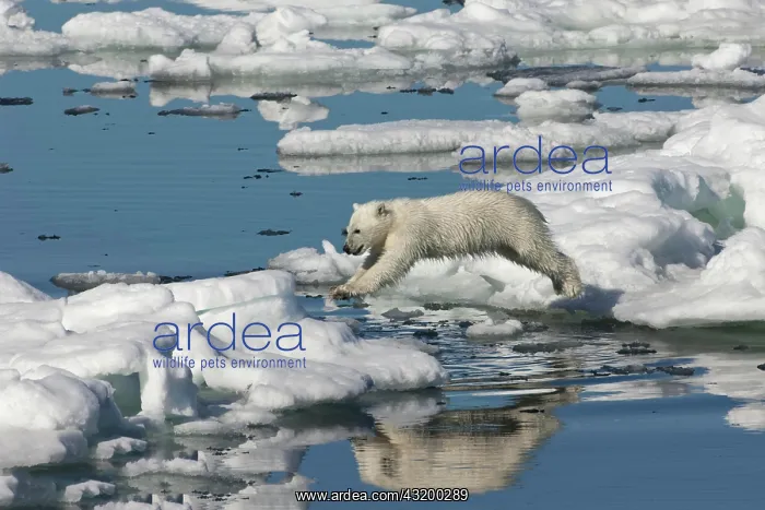 : Polar bear cub (Ursus maritimus) jumping, Svalbard : Polar bear cub (Ursus maritimus) jumping, Svalbard