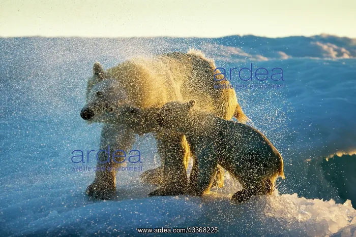 : Polar Bear and Cub (Ursus maritimus) shakes off : Polar Bear and Cub (Ursus maritimus) shakes off