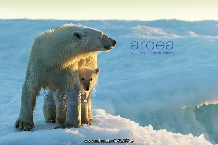 : Polar Bear and Cub (Ursus maritimus) standing on : Polar Bear and Cub (Ursus maritimus) standing on