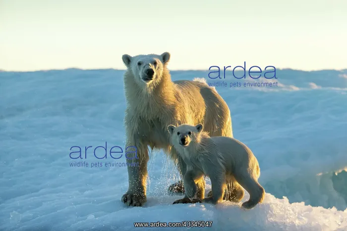 : Polar Bear and Cub (Ursus maritimus) standing on : Polar Bear and Cub (Ursus maritimus) standing on