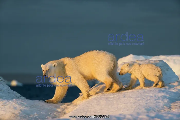 : Polar Bear Cub (Ursus maritimus) walking with mother : Polar Bear Cub (Ursus maritimus) walking with mother