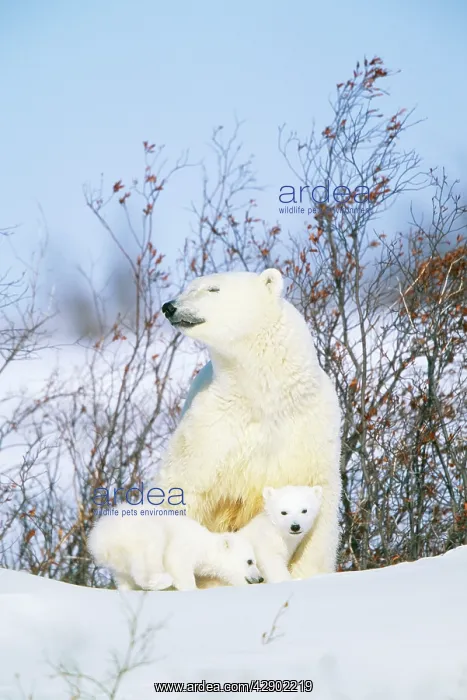 : POLAR BEAR & CUBS : POLAR BEAR & CUBS