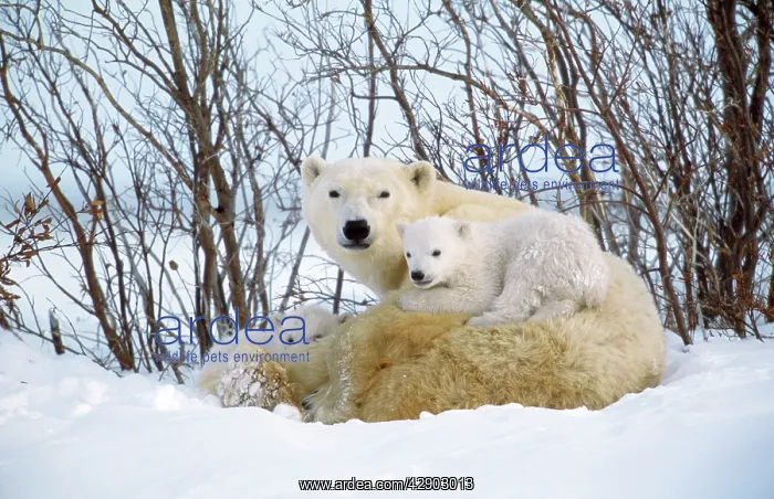 : Polar Bear - with cubs : Polar Bear - with cubs
