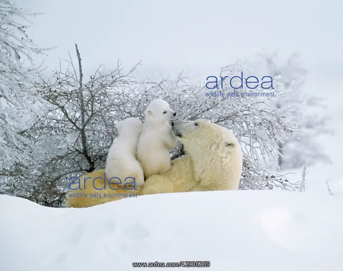: Polar Bear and two cubs : Polar Bear and two cubs