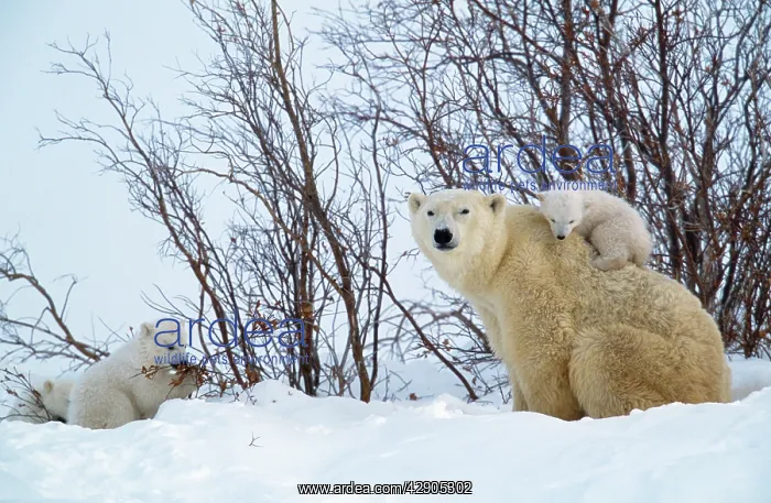 : POLAR BEAR - with cubs, one on adults back : POLAR BEAR - with cubs, one on adults back