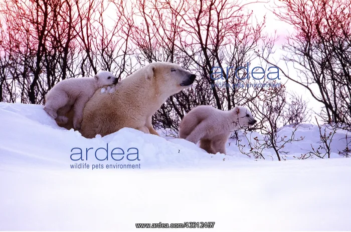 : POLAR BEAR - with two cubs, one on adults back : POLAR BEAR - with two cubs, one on adults back