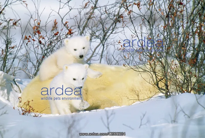 : Polar Bear Cubs - On Mother : Polar Bear Cubs - On Mother