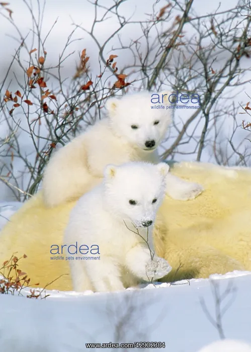 : Polar Bear Cubs - On Mother : Polar Bear Cubs - On Mother