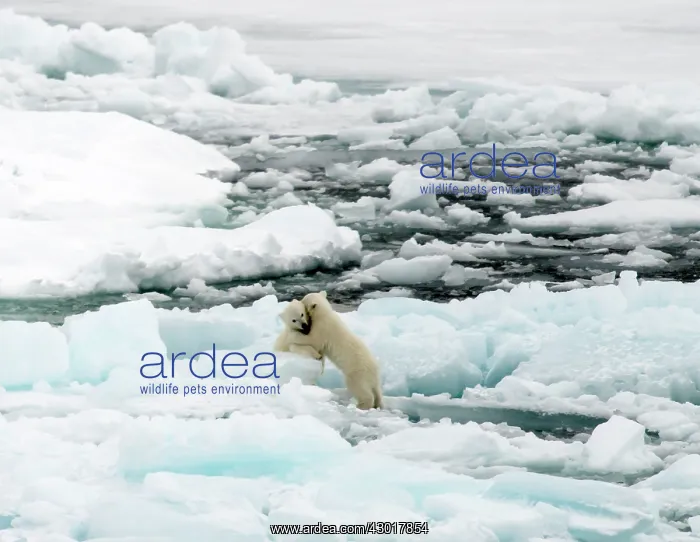  : Polar Bear cubs playing on ice