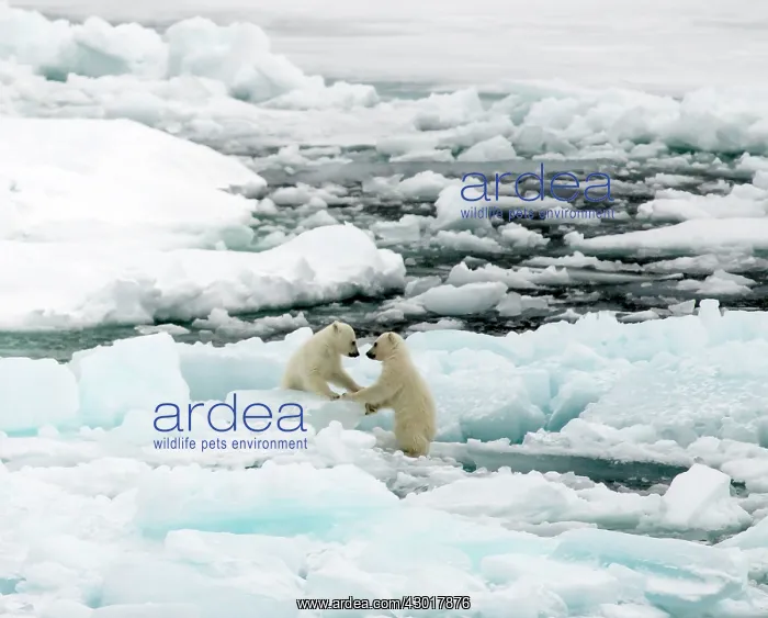  : Polar Bear cubs playing on ice