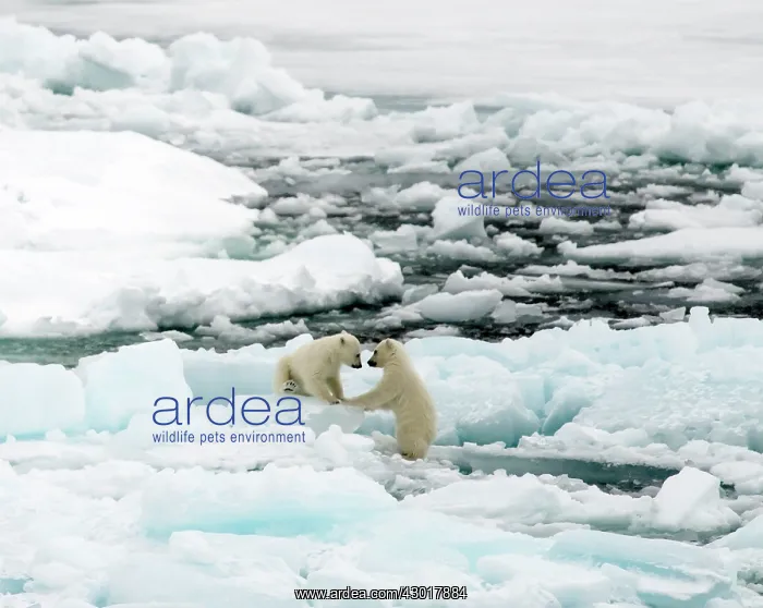  : Polar Bear cubs playing on ice