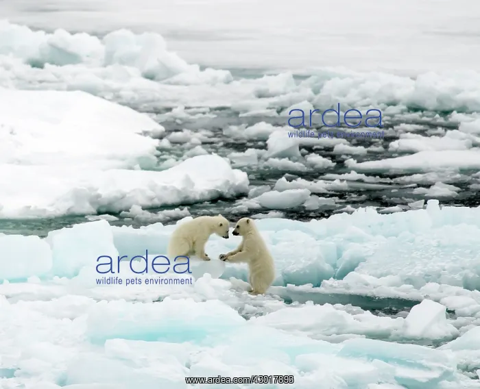  : Polar Bear cubs playing on ice