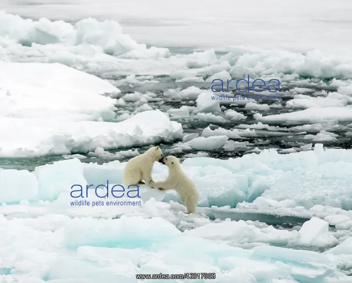  : Polar Bear cubs playing on ice