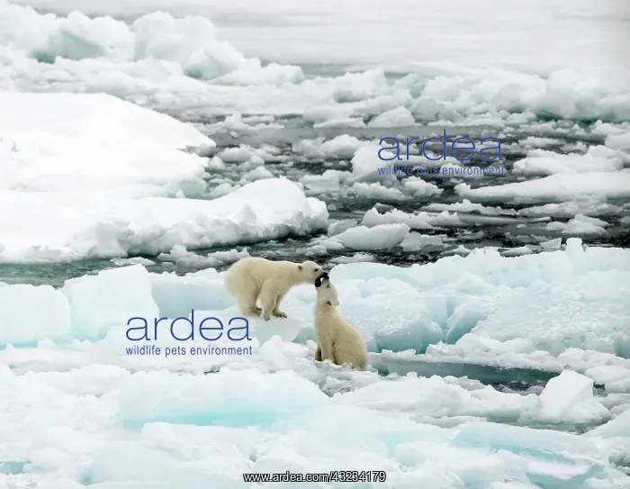  : Polar Bear cubs playing on ice