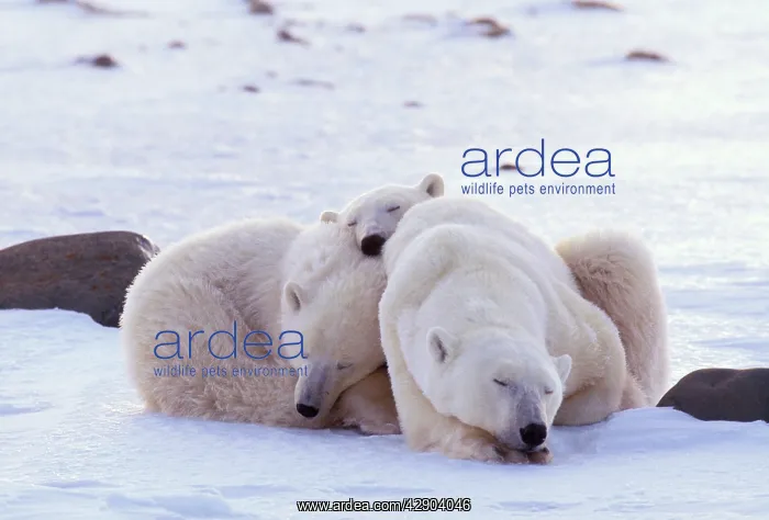 : Polar BEAR & cubs - snuggling : Polar BEAR & cubs - snuggling