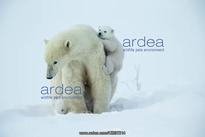 : Polar bear and her cubs wake from their den in spring : Polar bear and her cubs wake from their den in spring