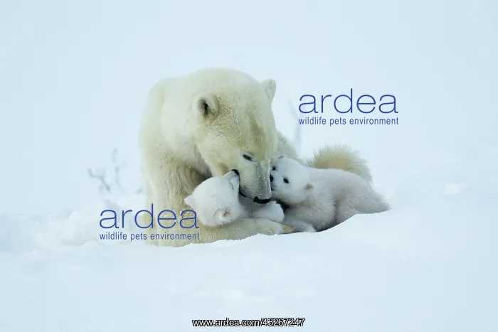 : Polar bear and her cubs wake from their den in spring : Polar bear and her cubs wake from their den in spring