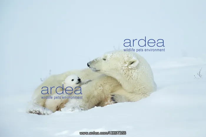 : Polar bear and her cubs wake from their den in spring : Polar bear and her cubs wake from their den in spring