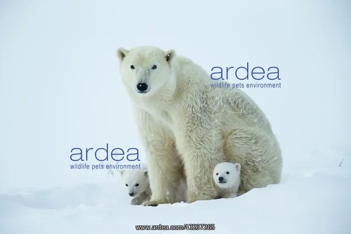 : Polar bear and her cubs wake from their den in spring : Polar bear and her cubs wake from their den in spring