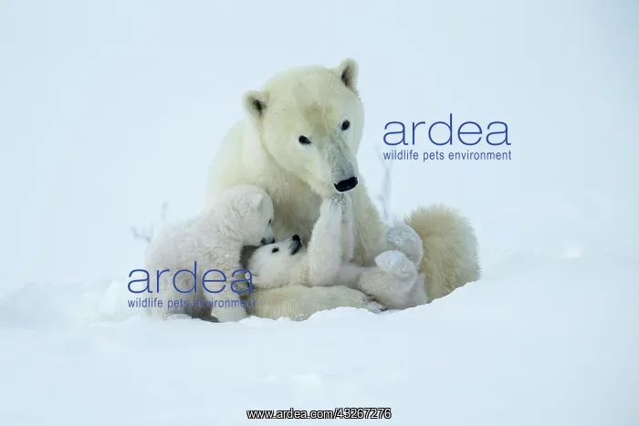 : Polar bear and her cubs wake from their den in spring : Polar bear and her cubs wake from their den in spring