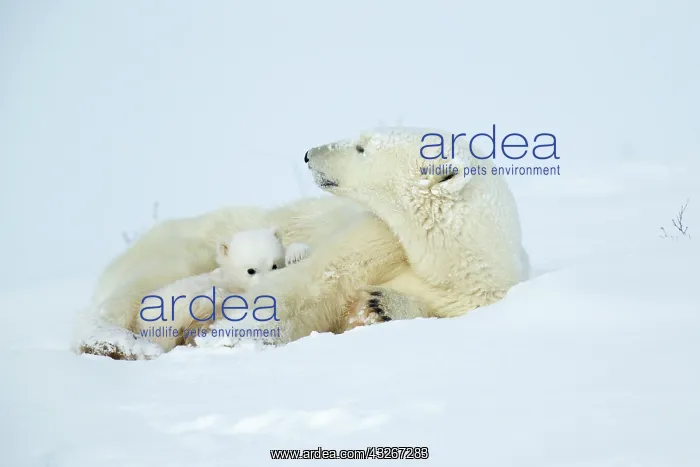 : Polar bear and her cubs wake from their den in spring : Polar bear and her cubs wake from their den in spring