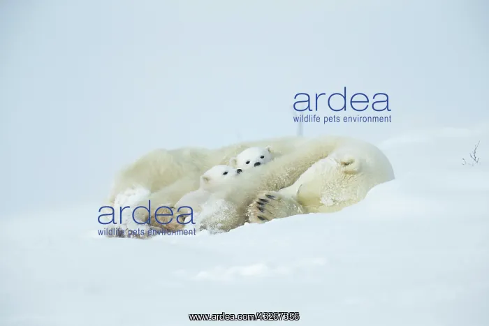  : Polar bear and her cubs wake from their den in spring