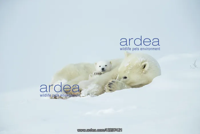  : Polar bear and her cubs wake from their den in spring