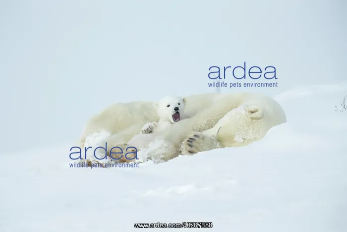 : Polar bear and her cubs wake from their den in spring : Polar bear and her cubs wake from their den in spring