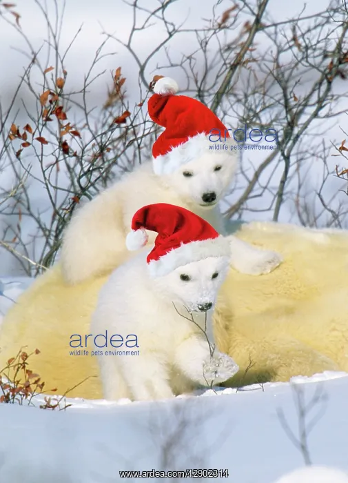 : Polar Bear - two cubs wearing christmas hats : Polar Bear - two cubs wearing christmas hats