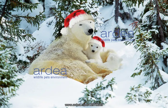 : Polar Bear - and cubs wearing christmas hats : Polar Bear - and cubs wearing christmas hats