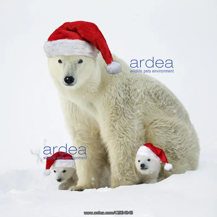 : Polar bear and her cubs wearing red Christmas Santa hats in : Polar bear and her cubs wearing red Christmas Santa hats in